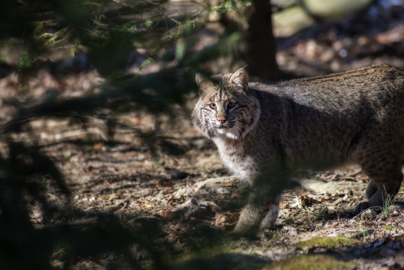 Vinyl teppich tiere mit wildkatzenmotiv - TenStickers