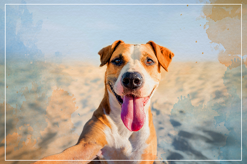 Vinylteppich Tiere Hund lächelt - TenStickers