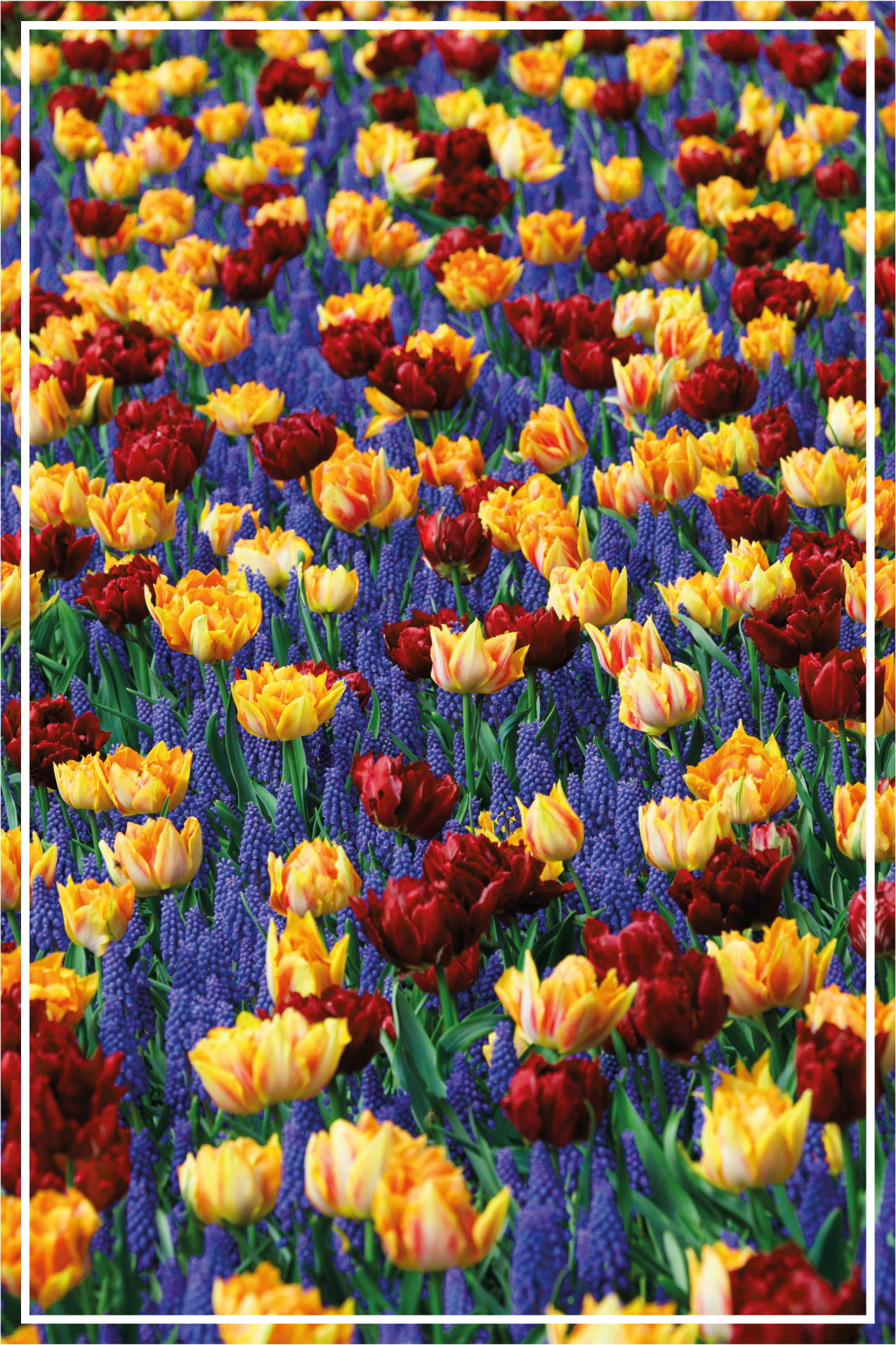 Vinyl Teppich Blumen tulpengartengestaltung - TenStickers