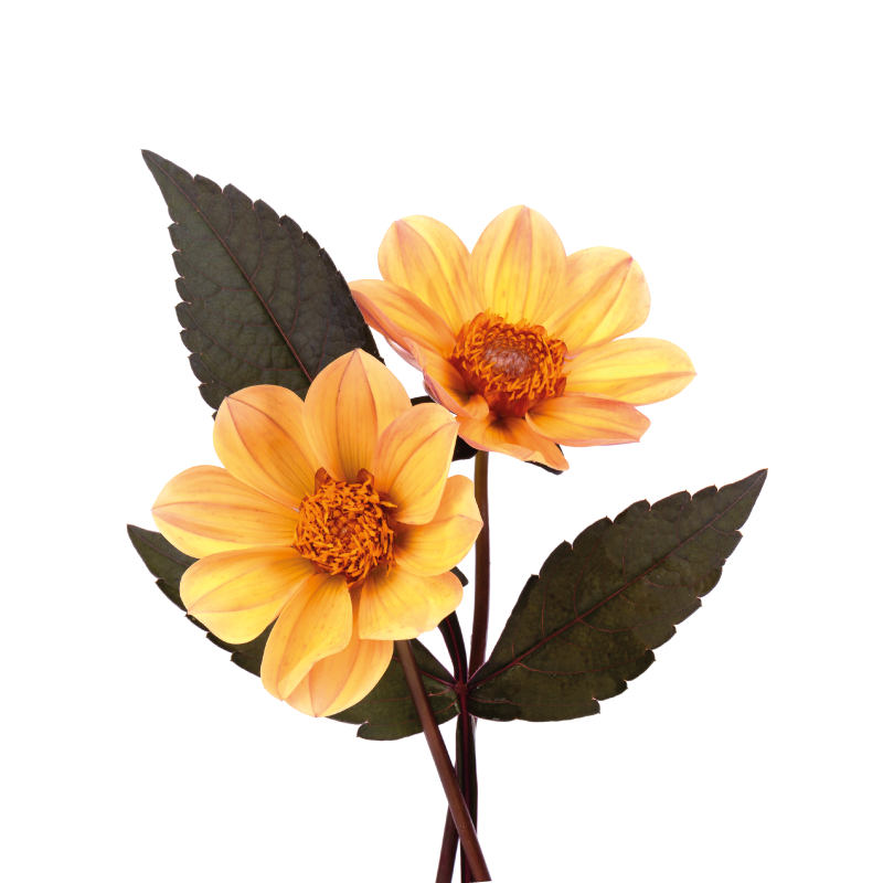 Vinyl Teppich Blumen lebhafte blütenkomposition - TenStickers