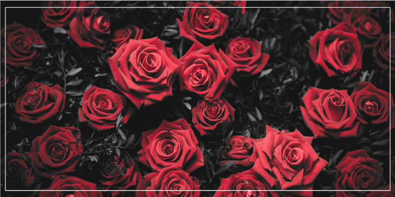 Vinylteppich Blumen S/w süßer strauß roter rosen - TenStickers