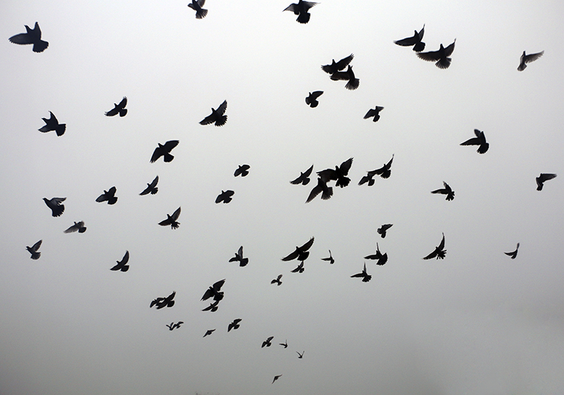 Vinylteppich kindlich fliegende vögel muster - TenStickers