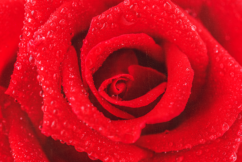 Vinyl Teppich rot rose - TenStickers